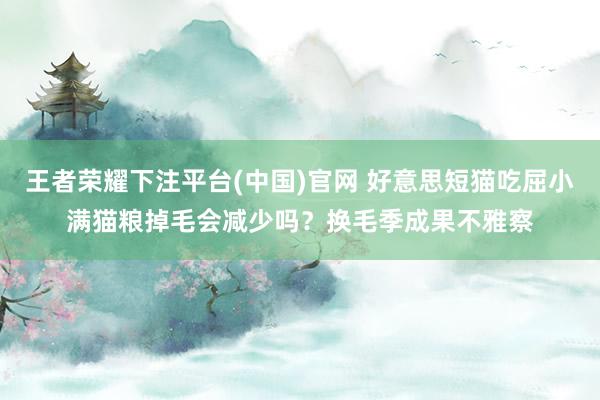 王者荣耀下注平台(中国)官网 好意思短猫吃屈小满猫粮掉毛会减少吗？换毛季成果不雅察
