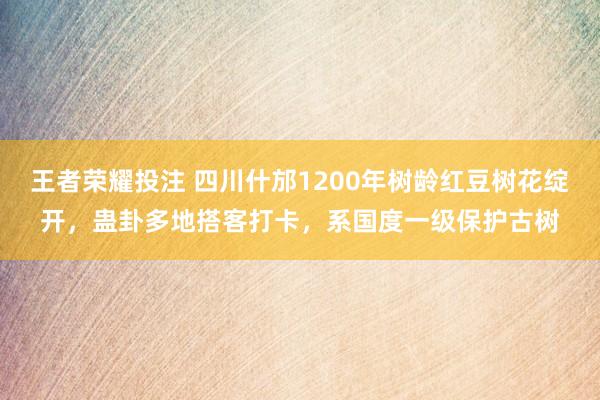 王者荣耀投注 四川什邡1200年树龄红豆树花绽开，蛊卦多地搭客打卡，系国度一级保护古树