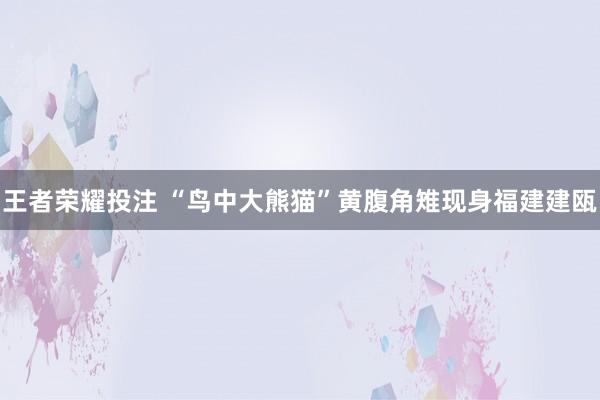 王者荣耀投注 “鸟中大熊猫”黄腹角雉现身福建建瓯