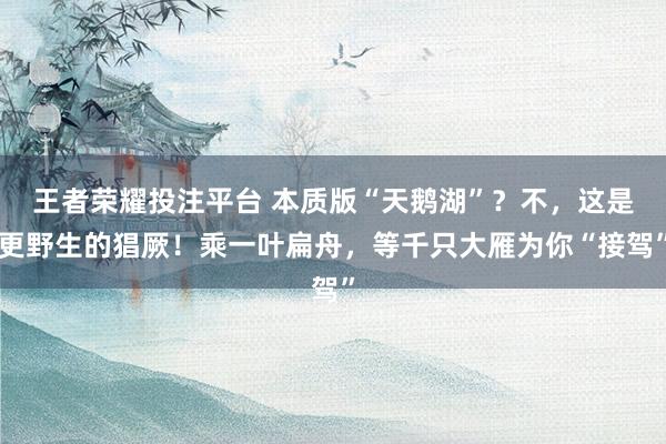 王者荣耀投注平台 本质版“天鹅湖”？不，这是更野生的猖厥！乘一叶扁舟，等千只大雁为你“接驾”