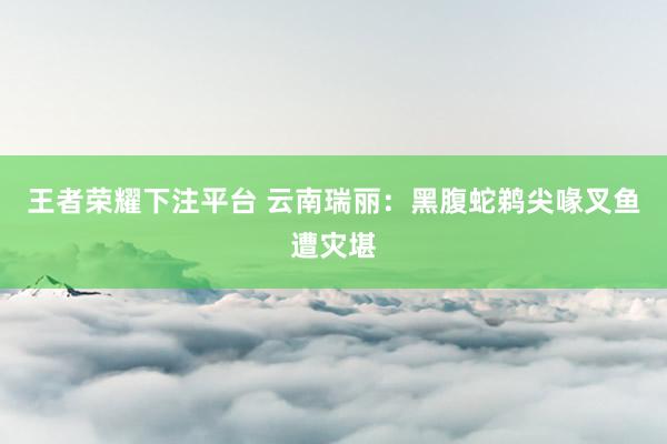 王者荣耀下注平台 云南瑞丽：黑腹蛇鹈尖喙叉鱼遭灾堪