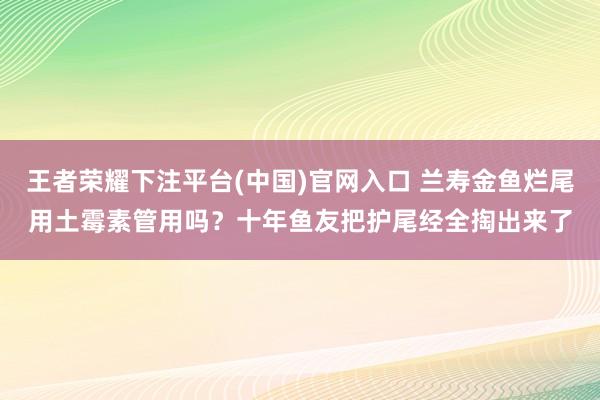 王者荣耀下注平台(中国)官网入口 兰寿金鱼烂尾用土霉素管用吗？十年鱼友把护尾经全掏出来了
