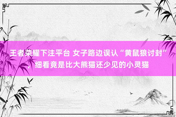 王者荣耀下注平台 女子路边误认“黄鼠狼讨封”，细看竟是比大熊猫还少见的小灵猫